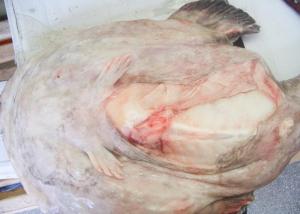 China Whole Monkfish Gutted Iqf on sale