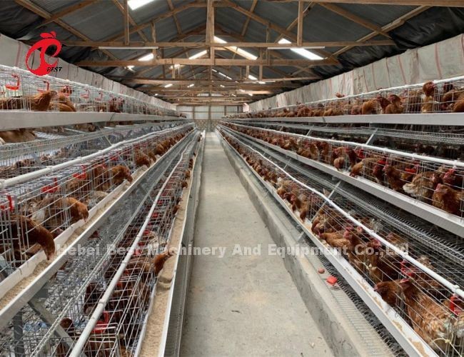 High Rearing Efficiency Poultry Farming Cage System With 2.8mm-3.5mm Cage Wire Diameter Iris