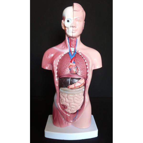 High Quality Medical Anatomy Organs Human Trunk Muscles Model Manikin For Surgery Skills Training