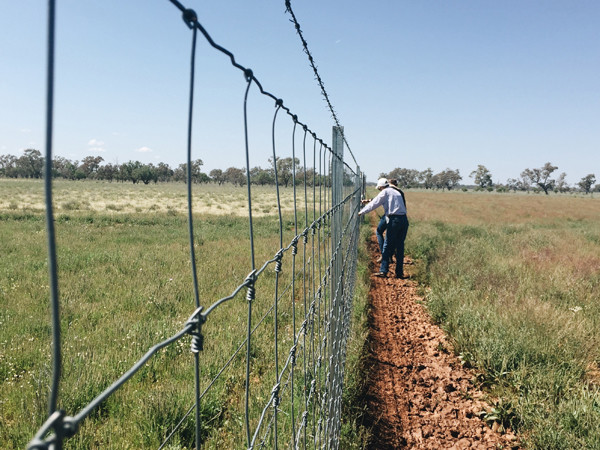 Galvanized Steel Wire Mesh Fence Animal 5 foot field fence Zoo Wild Fencing Roll
