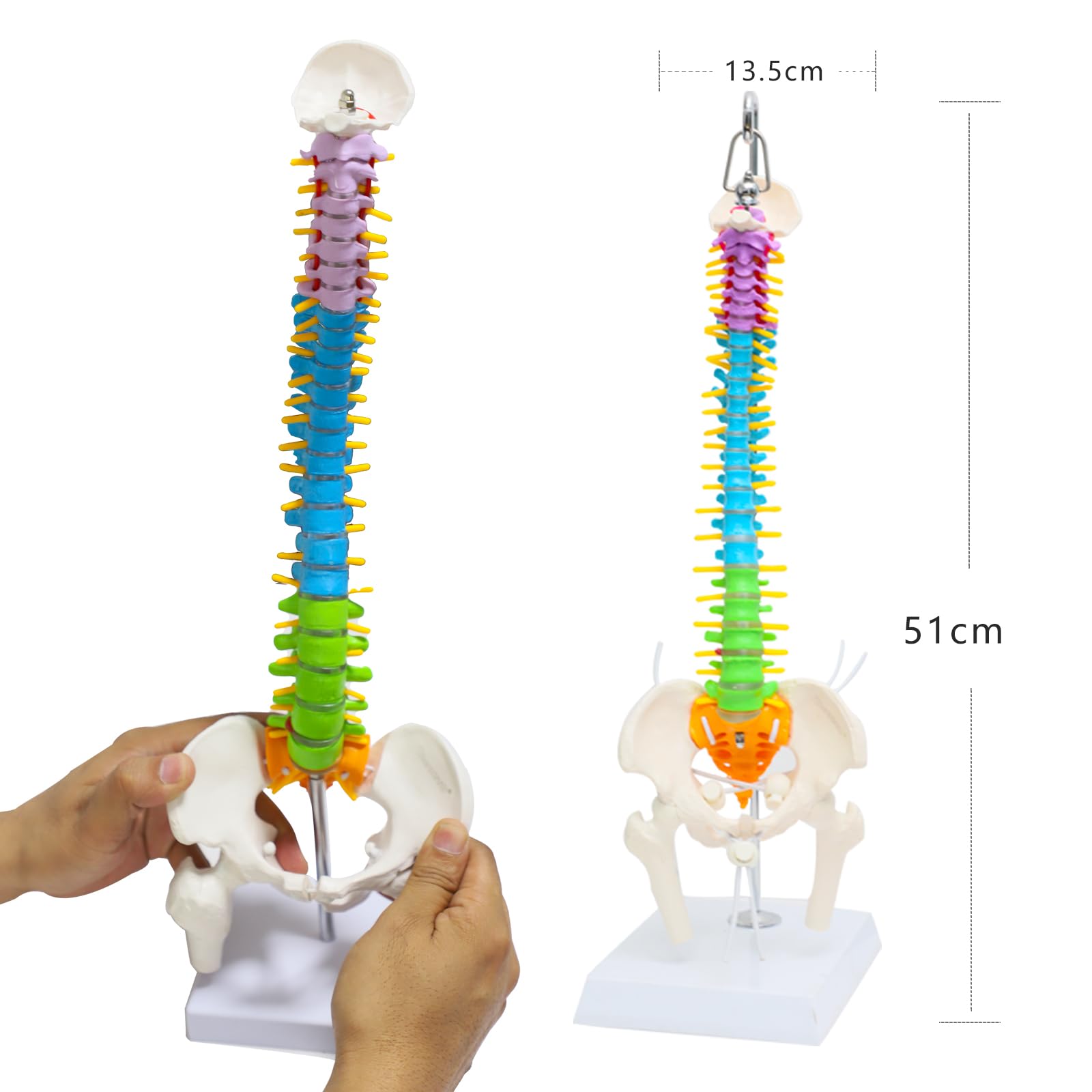 Colored Spine Anatomical Skeleton Model Pelvis Femur Heads