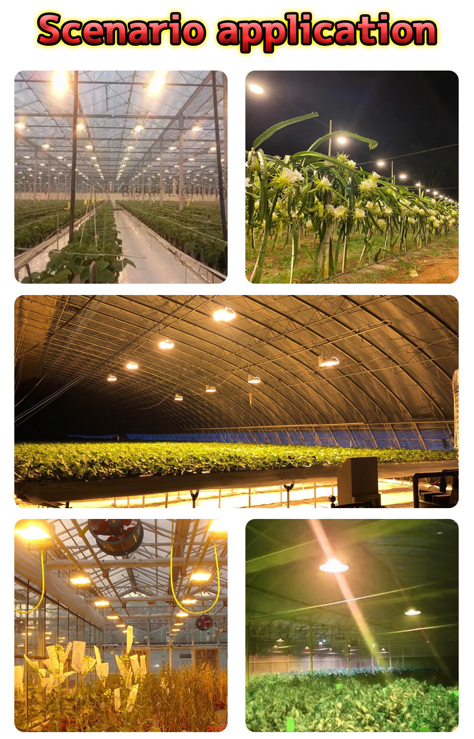 60mm High Power Cob