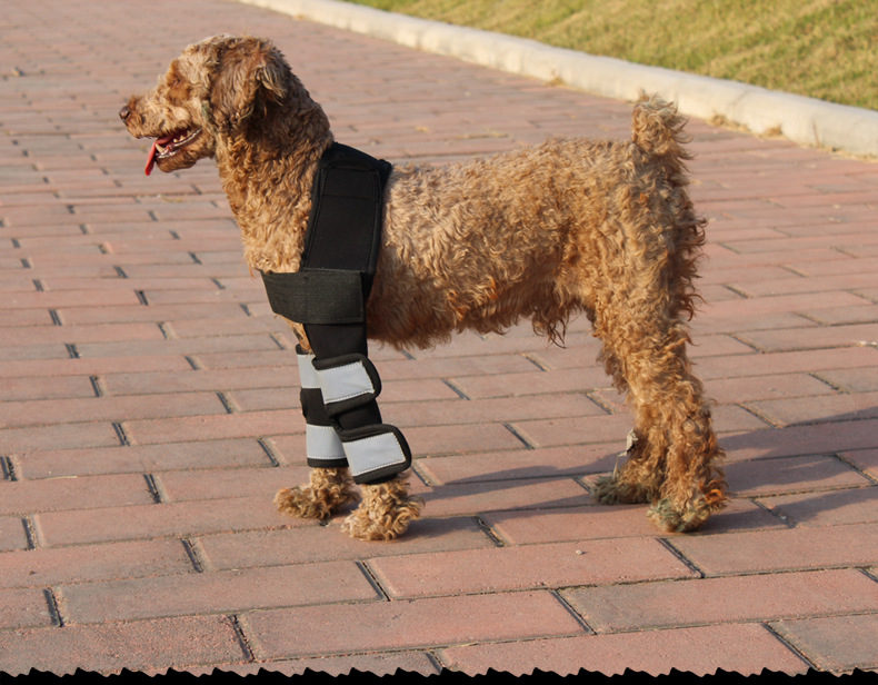 Hock Joint Sports Knee Pads Breathable Shockproof Custom Small Dog Knee Brace