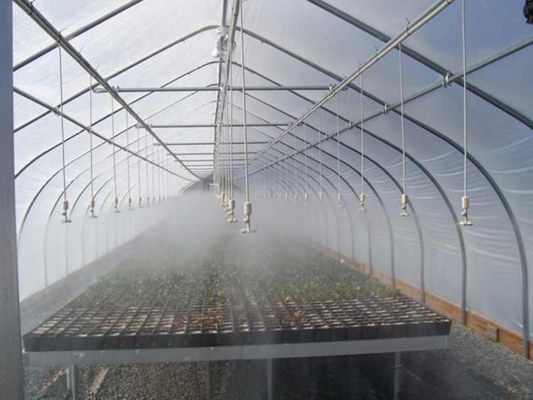 Film Cover 50x8m Single Span Type Agricultural Tunnel Greenhouse with 3.5-5M Height
