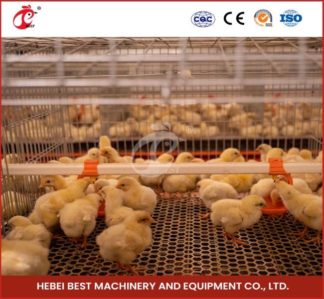 Day Old Layer Chick Brooding Cage Equipment 208 Birds Higher Survival Rate Ada