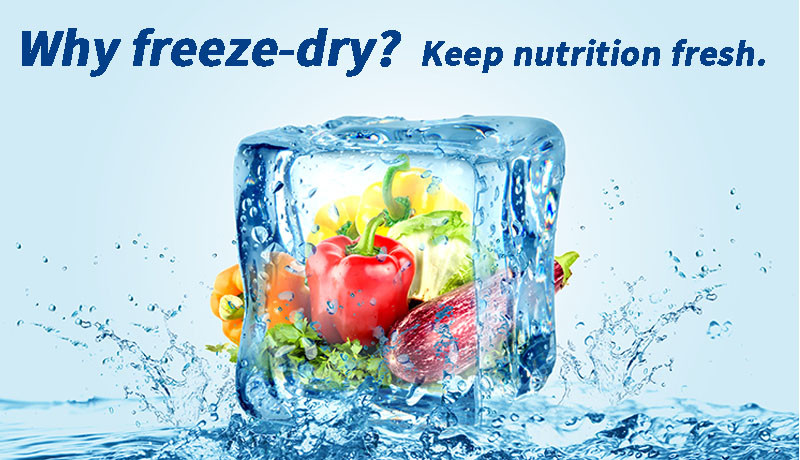 Freezed Dryer Vacuum Machines Industrial Coffee Mushroom Food Lyofilizing