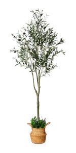 6Ft Olive Tree