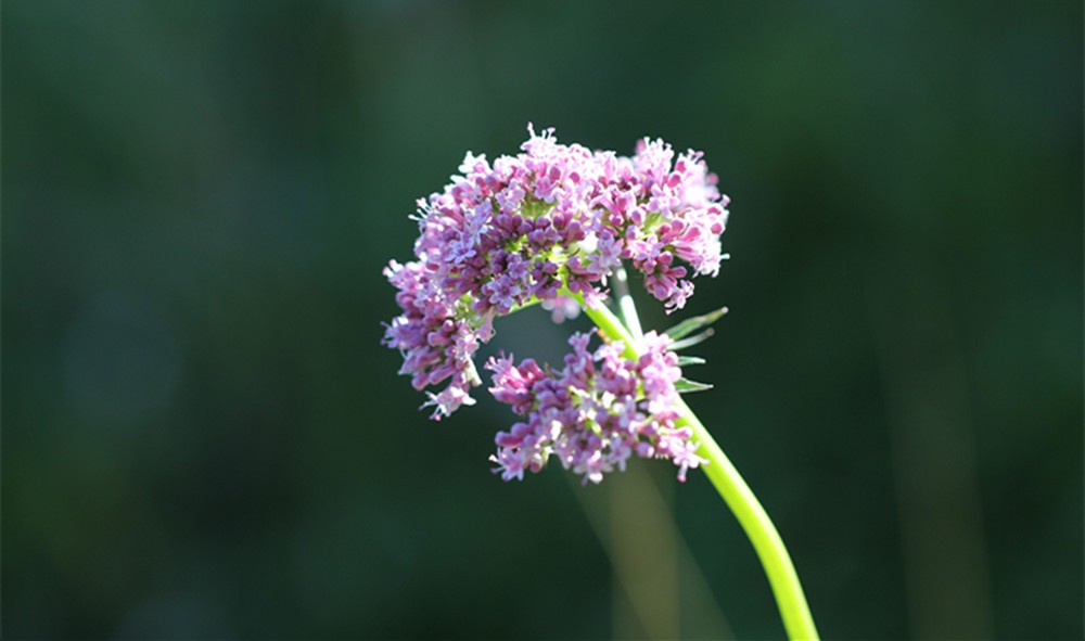 ISO9001 Factory Supply Valerian Root Extract Valeric Acid 0.8% Valerian Extract