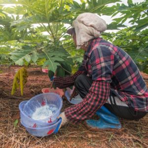 standardized papain powders and liquids Applied To Protein Hydrolysis And