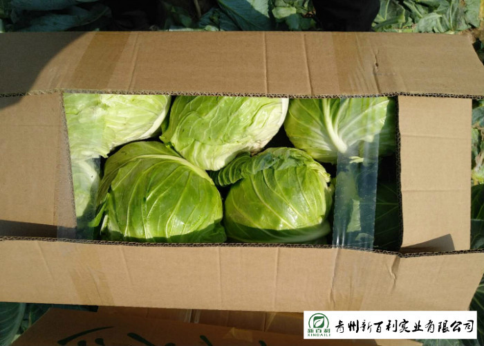 Own Plantation Sweet Fresh Green Cabbage , Delicious Small Head Cabbage