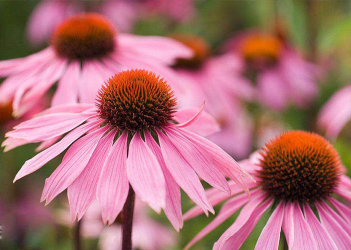 Purple Coneflower Dry Natural Herbal Extract Containing Min 4% Polyphenols