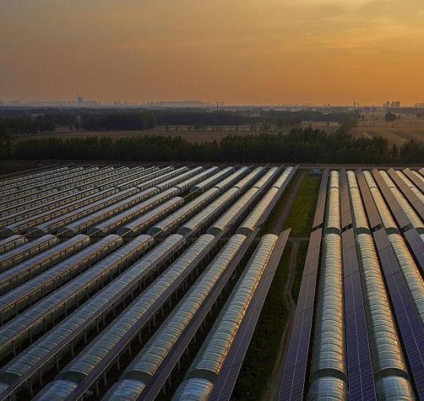 Innovative Single/Multi Span Photovoltaic Commercial Greenhouses for Sustainable