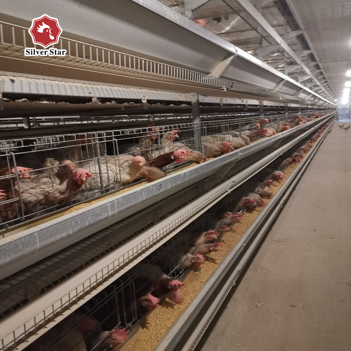 Fully automatic A-type H-type Poultry Cage for Chicken Farming