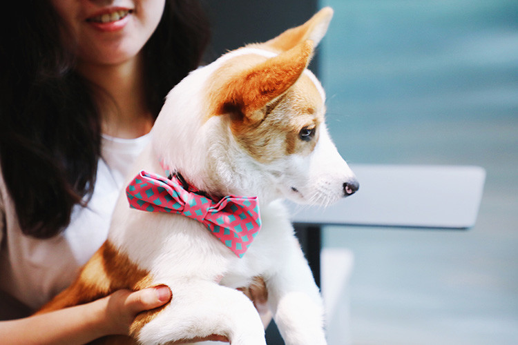 Cat Dog Bowtie Red Pink Small Large Bow Tie Dog Collar Christmas Support