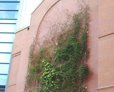 Some green plants are on the stainless steel rope mesh which is on a pink wall.