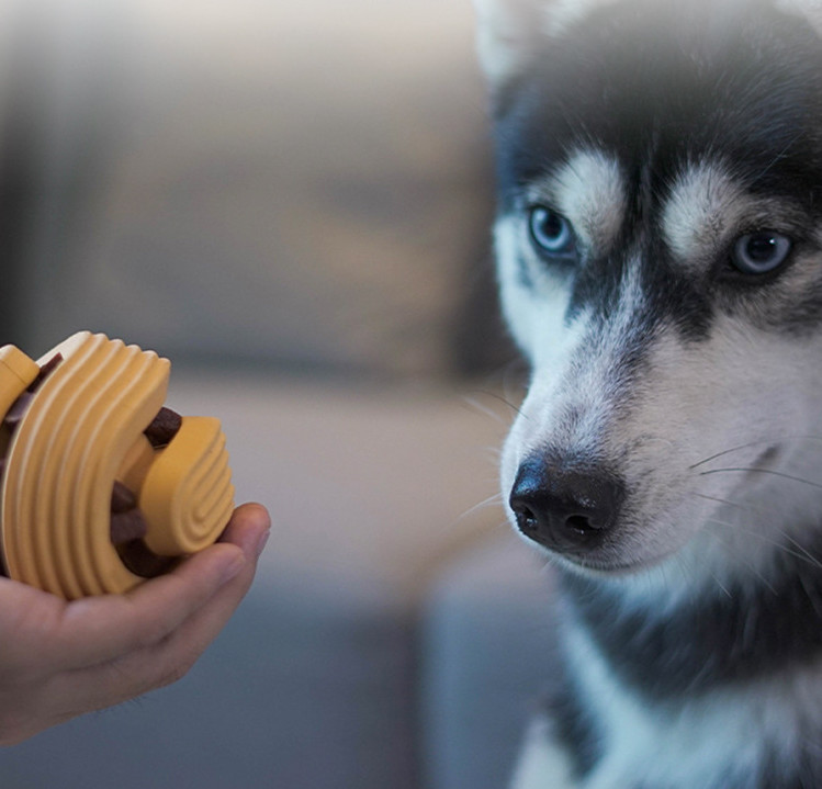 best chew toys for small dogs