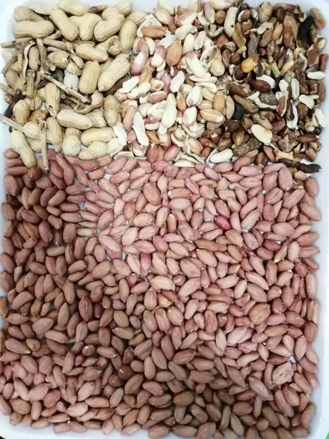Peanut Groundnut Optical Sorting Machine High Accuracy Stainless Steel Almond Raisin Sorter