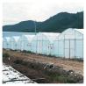 Buy cheap Stable Structure Polyethylene Film Greenhouse / Vegetable Tomato Plant from wholesalers