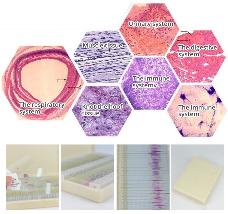 10pcs Mixed Glass Microscope Slides Medical Education Use For Children Study