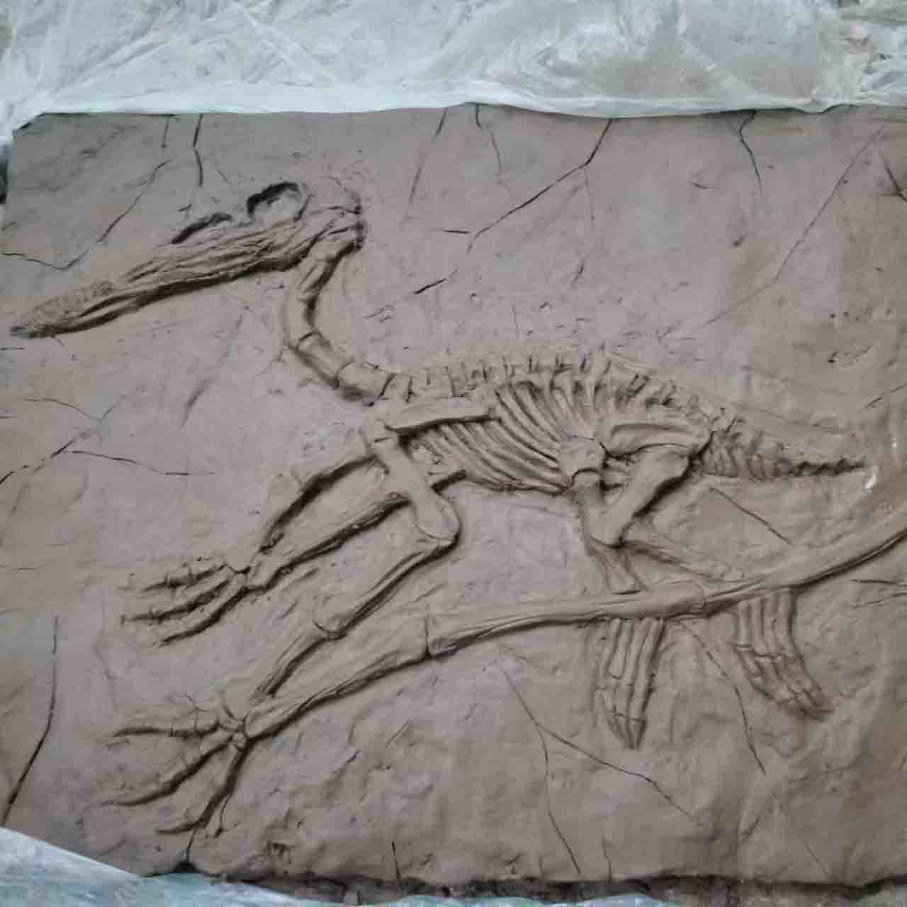 Handmade Museum Dinosaur Replicas , Dino Skull Replica Youth Age