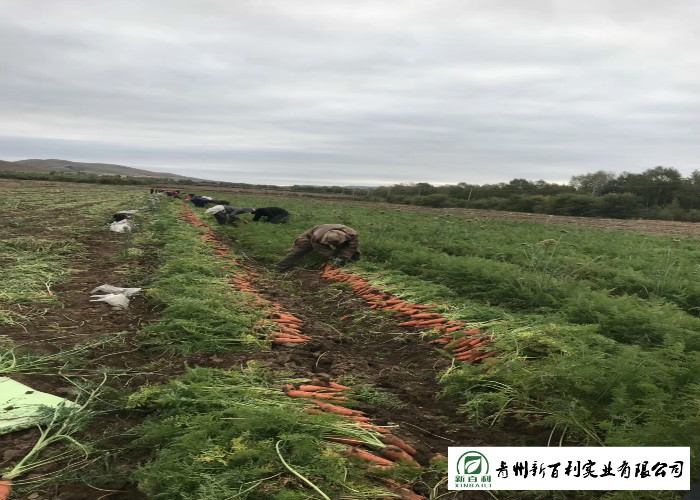 Smooth Surface Fresh Organic Carrots Suitable For Frying / Simmering / Mixing