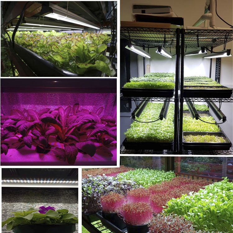 2ft Strip LED Grow Light IP65 Low Power Alluminum Alloy For Farming Plant