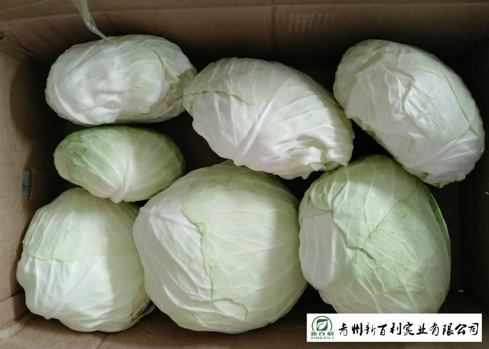 No Pollution Organic Green Cabbage Rich In Vitamin C Apply To Wholesaler