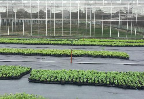 WEED BARRIER FABRIC PRODUCTION MACHINE
