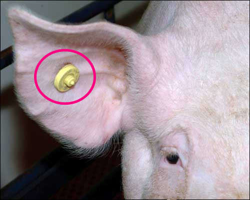 Small Size Two Pieces Visual Ear Tags Round Shape For Pig Livestock Management