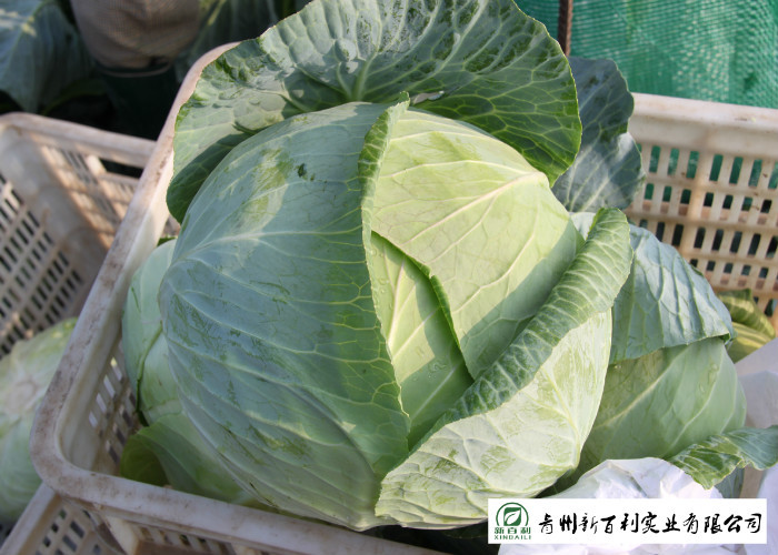 Own Plantation Sweet Fresh Green Cabbage , Delicious Small Head Cabbage