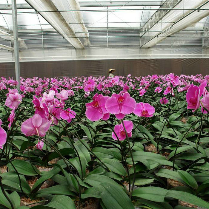 Diy Commercial Greenhouse Rolling Benches Galvanized Steel Mesh For Orchid Nursery Flowers Irrigation