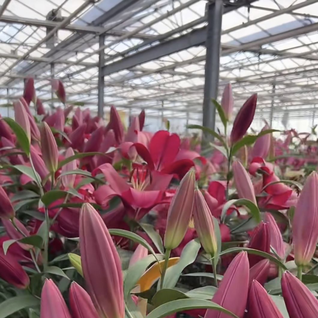 Greenhouse Hydroponics Growing System for Vegetables Flowers