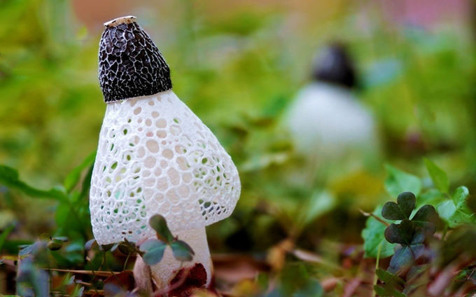 Organic Dictyophora Indusiata Extract
