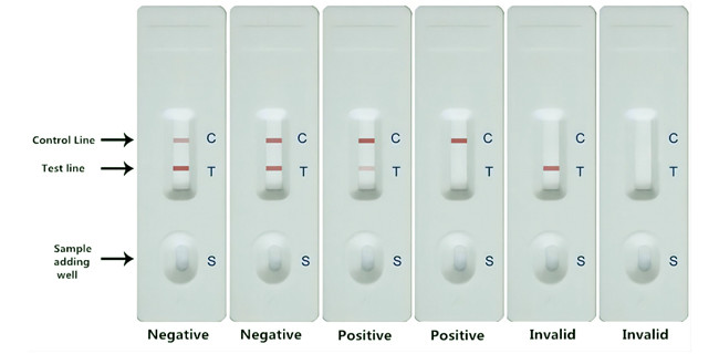 Rapid Fumonisin Mycotoxin Testing Kits For Grain Feed 50 Tests/Kit