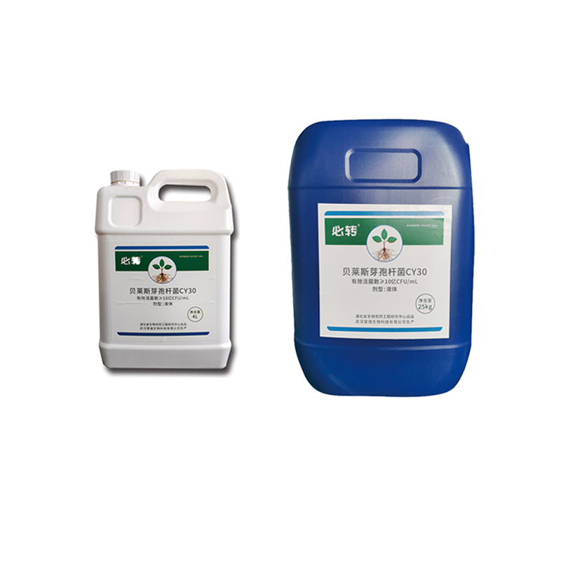 Plant Growth Fertilizer Bacillus Velezensis CY30 For Strawberry Apple Tomato Chili