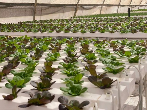 Agricultural Vertical NFT Hydroponic Lettuce Growing Systems Equipment In Greenhouse