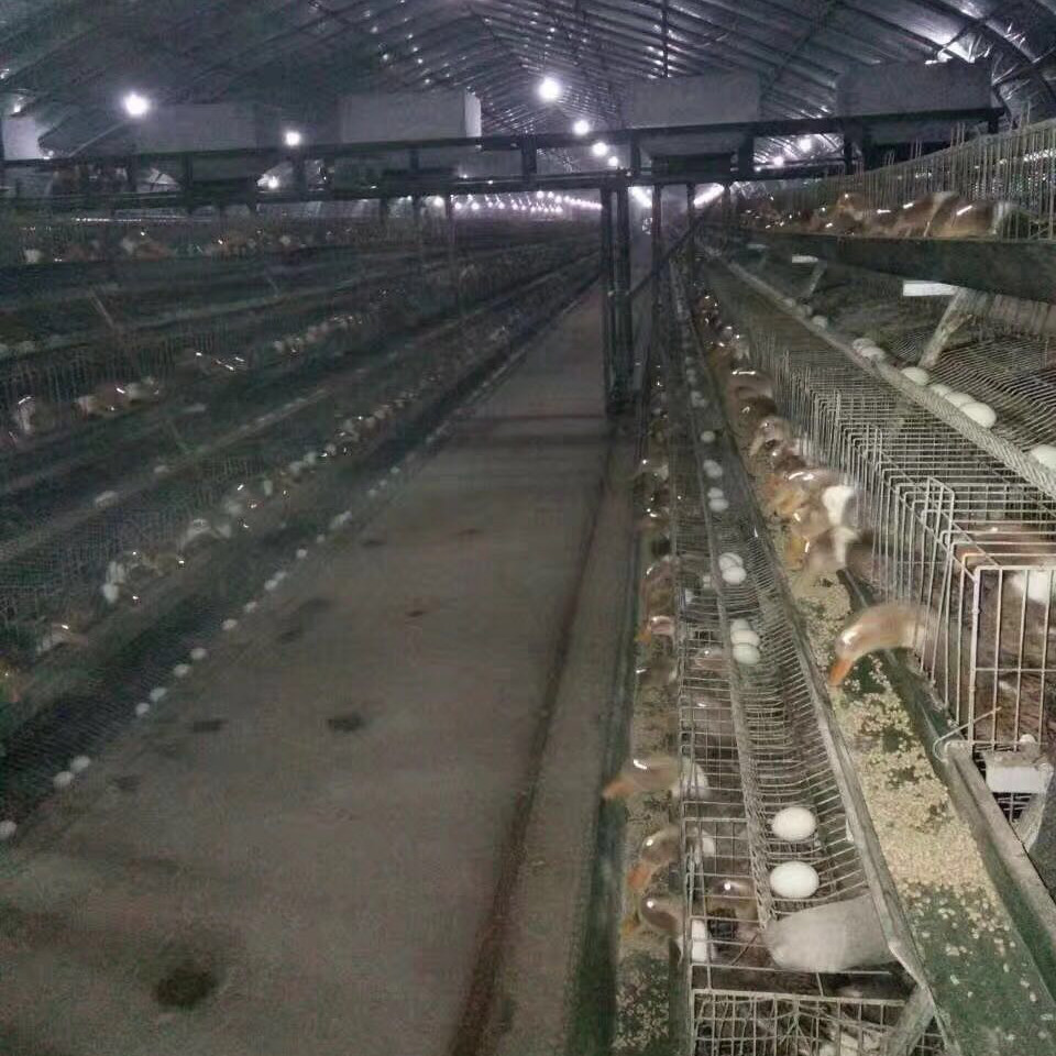 A Type Duck Farm Cages Poultry Cage Egg Duck Layer Cage Price