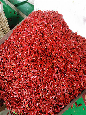 Stemless Chinese Dried Chili Peppers 819 High SHU Dried Hot Chillies