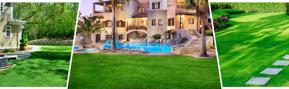 turf grass