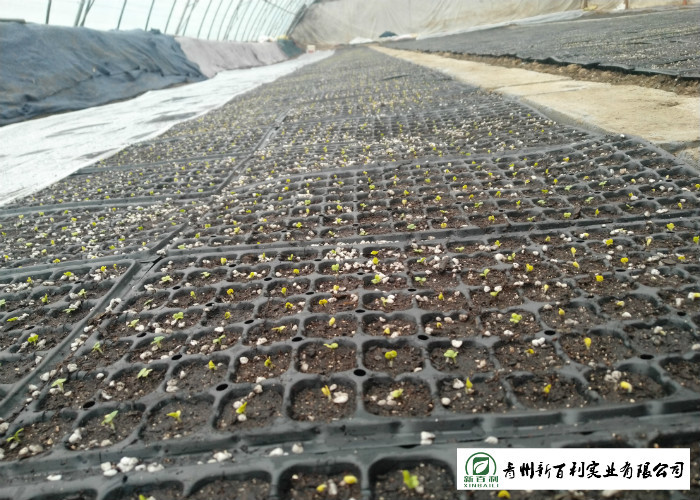 Good Taste Head Napa Cabbage No Yellow Flower Promote Detoxification