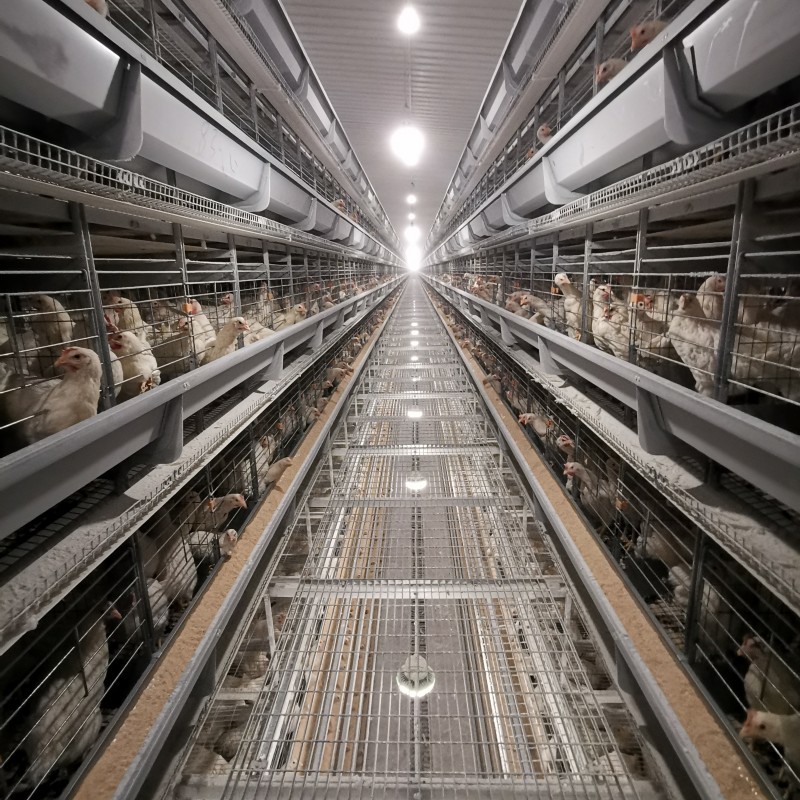 Hot Dip Galvanized H Type Automatic Layer Chicken Cage System