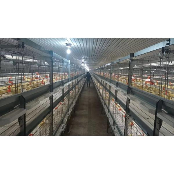 Customizable Dimensions High Strength Steel Frame Fast Installation Prefabricated Steel Structure Poultry House for Broiler Farming