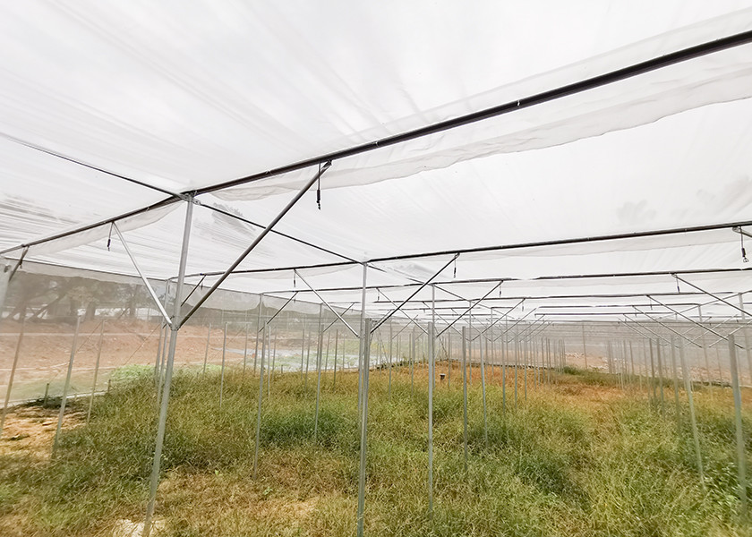 Wind Resistant Insect Net House No Welding For Fruit Planting