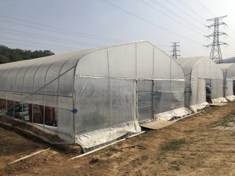 Agricultural Tunnel Greenhouse Single Span PE Film Greenhouse For Flowers Plant