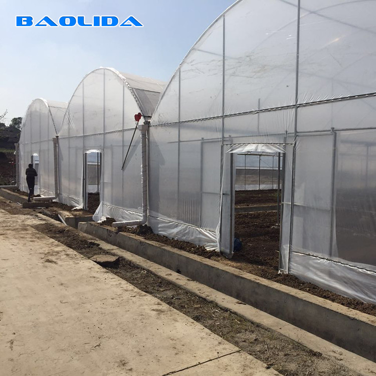 Baolida Multi Span Plastic Film Greenhouses With Hot Dipped Galvanized Frame
