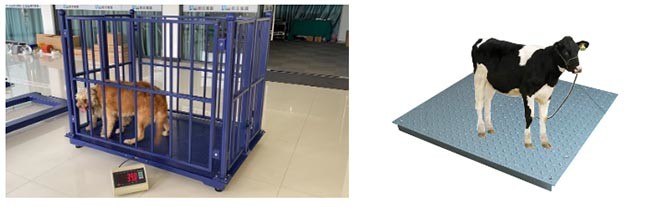 500kg Livestock Scales For Cattle