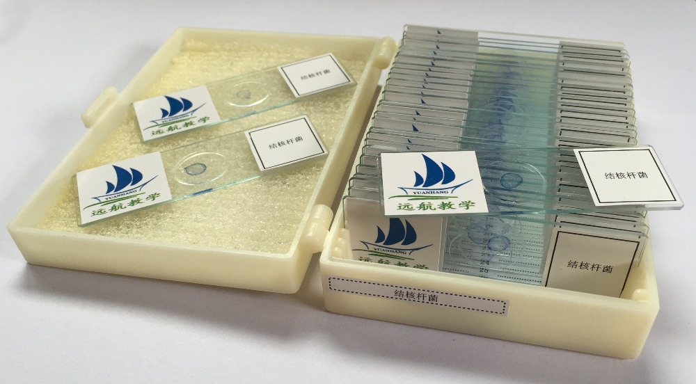 Medical Education Used Fixed Plant Leaf Prepared Microscope Slides Set