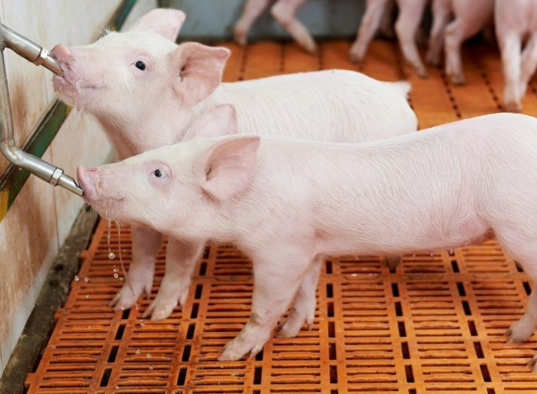 Animal Drinking SUS 304 Automatic Water Drinker Pig Poultry Nipple Waterer