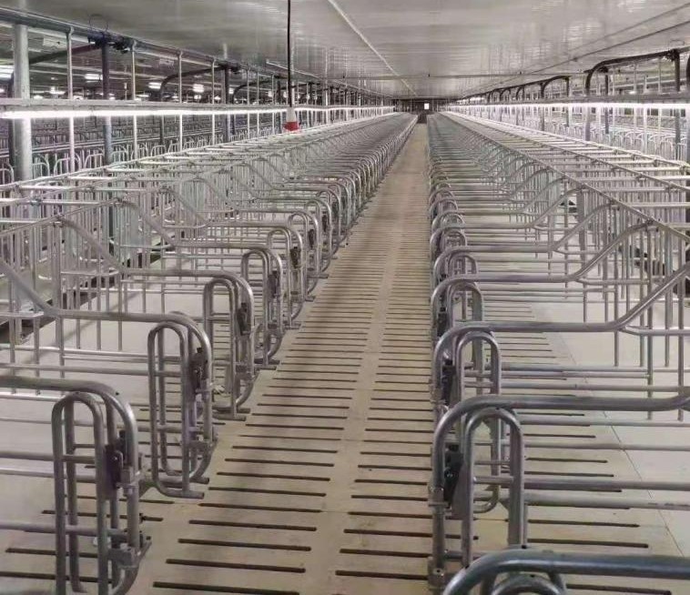 Customizable Sow Farrowing Crate Sow Cages
