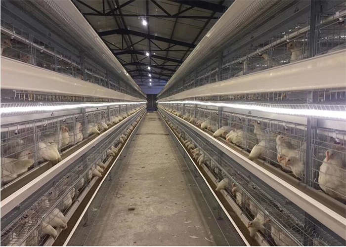 Breeding Layer Chicken Cage Q235 Battery Cages For Laying Hens
